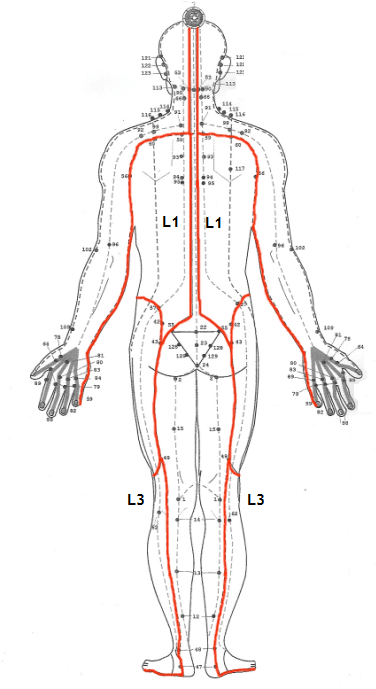 Lineas Energeticas Sen ithapingala back