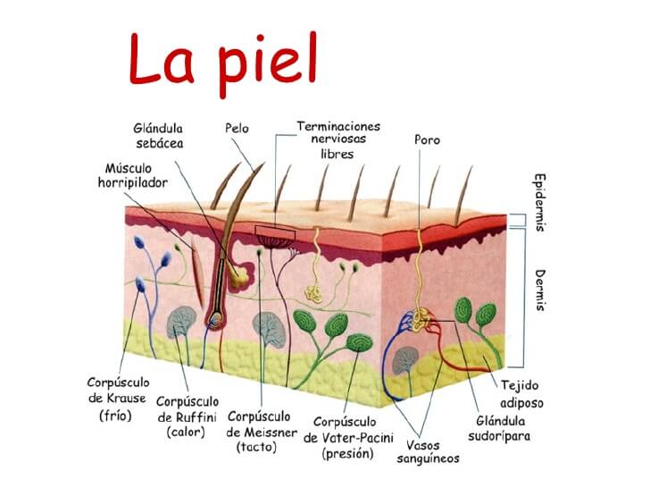 Corpusculos piel